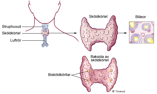 Sköldkörteln och bisköldkörtelns placering i kroppen. Illustration. 