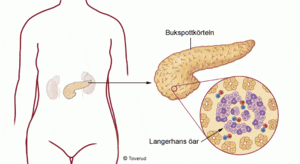 Njurarnas, bukspottkörtelns och Langerhans öar placering i kroppen. Illustration.