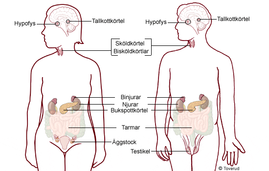 Genomskärning av kvinnokropp och manskropp med körtlar och inre organ. Illustration.